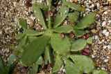 Opuntia humifusa  RCP5-07 014.jpg